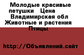 Молодые красивые петушки › Цена ­ 500 - Владимирская обл. Животные и растения » Птицы   